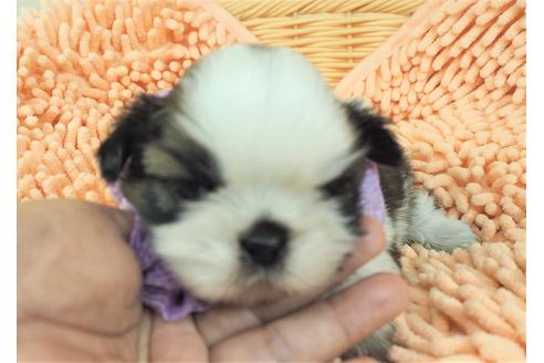 成約済の埼玉県のシーズー-103120の2枚目
